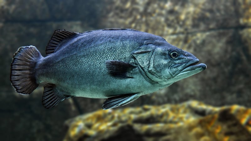 Underwater wonders
